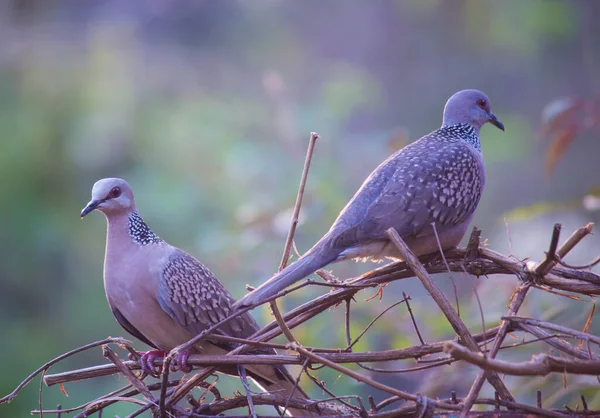The oriental turtle dove or rufous turtle dove is a member of the bird family Columbidae -the doves and pigeons. The species has a wide native distribution range from Europe, east across Asia to Japan.