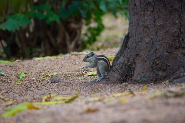 Las Ardillas Son Miembros Familia Sciuridae Una Familia Que Incluye — Foto de Stock