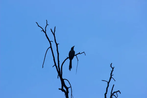 Fekete Drongo Dicrurus Macrocercus Tetején Ágon Szemben Kék Háttérben — Stock Fotó