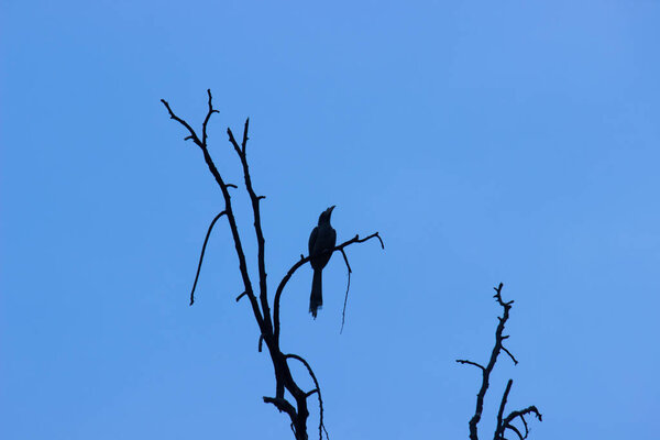 Black Drongo, Dicrurus macrocercus, sitting on the tree top branch against the  blue sky in the background