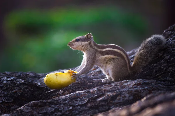 Ekorrar Medlemmar Familjen Sciuridae Familj Som Omfattar Små Eller Medelstora — Stockfoto