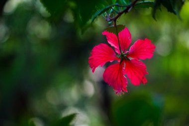 Malvaceae familyasından Hibiscus çiçeği. Hibiscus rosa-sinensis, bilinen adıyla Ayakkabı Çiçeği veya halk dilinde Çin amblemi, Çin gülü, Hawaii amblemi, gül tozu ve Hindistan 'daki bir halk parkında bahar mevsiminde çiçek açan ayakkabı boyası.