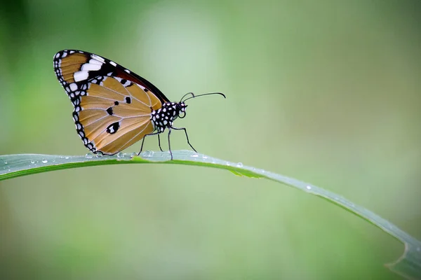 Крупный План Равнинного Тигра Danaus Chrysippus Бабочка Посещая Цветок Природе — стоковое фото