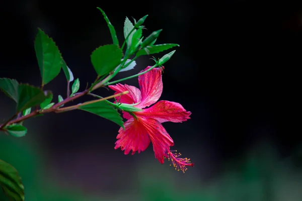 히비스커스꽃은 Malvaceae 히비스커스로 알려진 히비스커스로 엔시스 Hibiscus Rosa Sinensis 히비스커스 — 스톡 사진