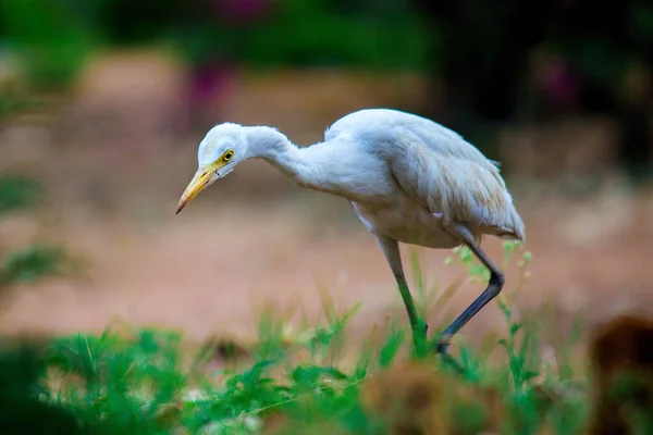 Bubulcus Ibis Heron Common Known Cattle Egret Космополітичний Вид Зустрічається — стокове фото