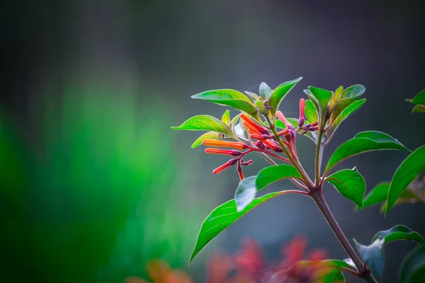 Los Racimos Prolíficos Flores Rojas Forma Estrella Florecen Desde Primavera — Foto de Stock