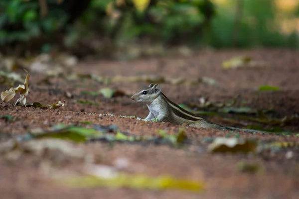 Las Ardillas Son Miembros Familia Sciuridae Una Familia Que Incluye — Foto de Stock