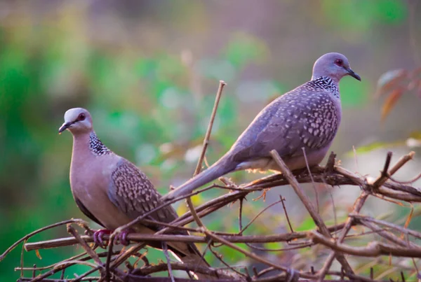 The oriental turtle dove or rufous turtle dove is a member of the bird family Columbidae -the doves and pigeons. The species has a wide native distribution range from Europe, east across Asia to Japan.