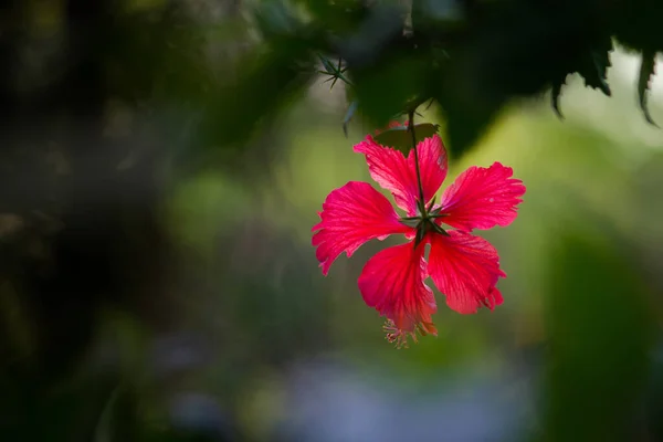 Hibiscus Flower Mallow Family Malvaceae Hibiscus Rosa Sinensis Conocida Como — Foto de Stock