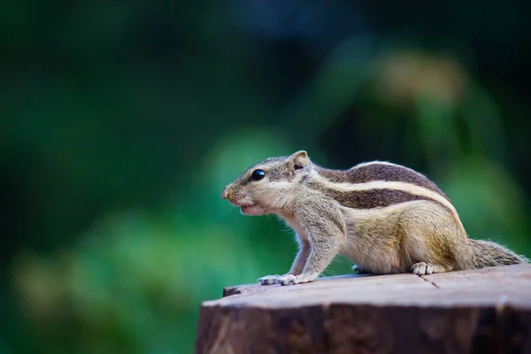 Sincaplar Sciuridae Familyasının Küçük Orta Büyüklükteki Kemirgenleri Içeren Bir Ailesidir — Stok fotoğraf