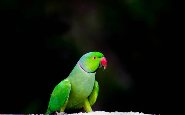 Portrét Růžového Papouška Tmavém Pozadí — Stock fotografie