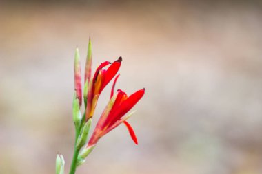 Kırmızı, Sarı veya Turuncu Canna Indica, Cannaceae familyasından Cannaceae familyasına ait bir bitki türüdür..