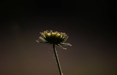 Gaillardia aristatası ya da battaniye çiçeği, tam çiçeklenen kırmızı sarı çiçek, Hindistan 'da bir halk parkında, yaygın bir battaniye çiçeği çiçeği., 