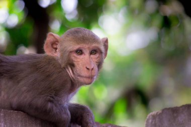 Vahşi hayatta tropikal ormandaki ağacın altında oturan maymun portresi. Doğadaki maymun. Rhesus macaque maymunu. Maymunların yakın plan portresi. Maymun Hindistan 'ın doğal ormanlarında yaşar. Komik maymun neşeli bir şekilde kameraya bakıyor..