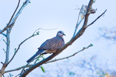 Doğu Kaplumbağa güvercini dala oturmuş dinleniyor ve etrafa bakıyor.
