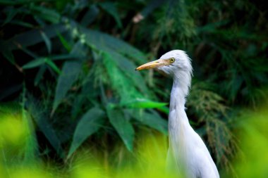 Bubulcus ibis ya da Heron (İngilizce: Bubulcus ibis veya Hermonly known as the Cattle Egret), balıkçılgiller (Felidae) familyasından tropiklerde, subtropik bölgelerde ve ılıman bölgelerde yaşayan bir balıkçıldır. Bubulcus, Bubulcus cinsinin tek üyesidir., 
