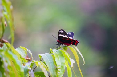Danaus chrysippus, ya da bilinen adıyla sade kaplan, Afrika kraliçesi, Danainae, Asya 'da yaygın olarak görülen bir kelebek türüdür..
