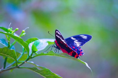 Danaus chrysippus, ya da bilinen adıyla sade kaplan, Afrika kraliçesi, Danainae, Asya 'da yaygın olarak görülen bir kelebek türüdür..