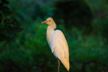 Bubulcus ibis ya da Heron (İngilizce: Bubulcus ibis veya Hermonly known as the Cattle Egret), balıkçılgiller (Felidae) familyasından tropiklerde, subtropik bölgelerde ve ılıman bölgelerde yaşayan bir balıkçıldır. Bubulcus, Bubulcus cinsinin tek üyesidir., 