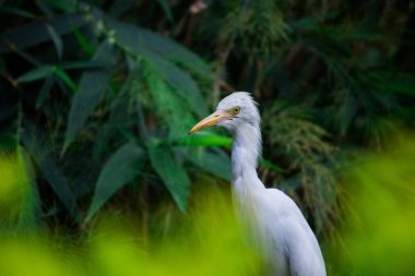 Bubulcus ibis ya da Heron (İngilizce: Bubulcus ibis veya Hermonly known as the Cattle Egret), balıkçılgiller (Felidae) familyasından tropiklerde, subtropik bölgelerde ve ılıman bölgelerde yaşayan bir balıkçıldır. Bubulcus, Bubulcus cinsinin tek üyesidir., 