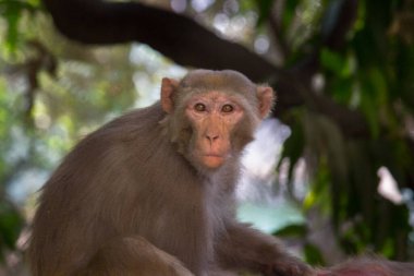  Rhesus makakları kırmızı yüzlü ve kıçlı tanıdık kahverengi primatlardır. Kafalarında kısa kesilmiş saçlar var, bu da onların çok anlamlı yüzlerini vurguluyor..