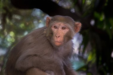  Rhesus makakları kırmızı yüzlü ve kıçlı tanıdık kahverengi primatlardır. Kafalarında kısa kesilmiş saçlar var, bu da onların çok anlamlı yüzlerini vurguluyor..