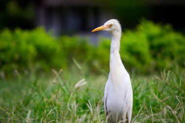 Bubulcus ibis ya da Heron (İngilizce: Bubulcus ibis veya Hermonly known as the Cattle Egret), balıkçılgiller (Felidae) familyasından tropiklerde, subtropik bölgelerde ve ılıman bölgelerde yaşayan bir balıkçıldır. Bubulcus, Bubulcus cinsinin tek üyesidir., 