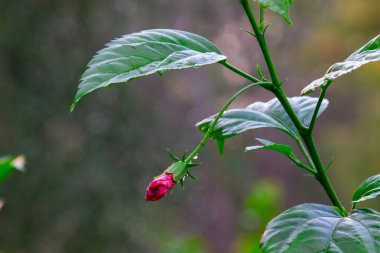 Malvaceae familyasından Hibiscus çiçeği. Hibiscus rosa-sinensis, bilinen adıyla Ayakkabı Çiçeği veya halk dilinde Çin amblemi, Çin gülü, Hawaii amblemi, gül tozu ve Hindistan 'daki bir halk parkında bahar mevsiminde çiçek açan ayakkabı boyası.