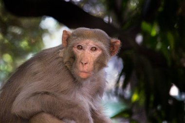 Rhesus makakları kırmızı yüzlü ve kıçlı tanıdık kahverengi primatlardır. Kafalarında kısa kesilmiş saçlar var, bu da onların çok anlamlı yüzlerini vurguluyor..