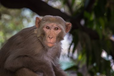 Rhesus Macaque Maymunun Portresi Kameraya bakıyor