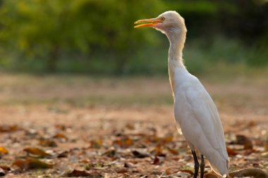 Bubulcus ibis ya da Heron (İngilizce: Bubulcus ibis veya Hermonly known as the Cattle Egret), balıkçılgiller (Felidae) familyasından tropiklerde, subtropik bölgelerde ve ılıman bölgelerde yaşayan bir balıkçıldır. Bubulcus, Bubulcus cinsinin tek üyesidir., 