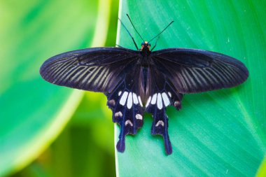 Papilio polytes, kırlangıç kelebeğin yaygın bir türüdür ve Asya 'da yaygın olarak bulunur. Bu kelebek, yenilemez kırmızı-gövdeli kırlangıç kuyruklarını taklit eden dişilerinin sayısız formları tarafından gösterilen taklitleriyle bilinir.,