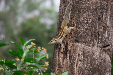 Sincaplar Sciuridae familyasının küçük ya da orta büyüklükteki kemirgenleri içeren üyeleridir. Diğer kemirgenler arasında ağaç sincapları, yer sincapları, sincaplar, dağ sıçanları, uçan sincaplar ve çayır köpekleri var.