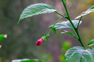 Malvaceae familyasından Hibiscus çiçeği. Hibiscus rosa-sinensis, bilinen adıyla Ayakkabı Çiçeği veya halk dilinde Çin amblemi, Çin gülü, Hawaii amblemi, gül tozu ve Hindistan 'daki bir halk parkında bahar mevsiminde çiçek açan ayakkabı boyası.