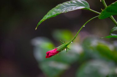  Malvaceae familyasından Hibiscus çiçeği. Hibiscus rosa-sinensis, bilinen adıyla Ayakkabı Çiçeği veya halk dilinde Çin amblemi, Çin gülü, Hawaii amblemi, gül tozu ve Hindistan 'daki bir halk parkında bahar mevsiminde çiçek açan ayakkabı boyası.