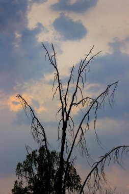 Arka planda gökyüzüne karşı doğal ışığı yansıtan bir ağaç.  