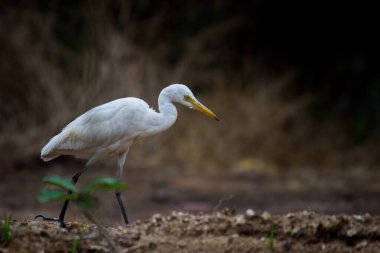Bubulcus ibis ya da Heron (İngilizce: Bubulcus ibis veya Hermonly known as the Cattle Egret), balıkçılgiller (Felidae) familyasından tropiklerde, subtropik bölgelerde ve ılıman bölgelerde yaşayan bir balıkçıldır. Bubulcus, Bubulcus cinsinin tek üyesidir., 