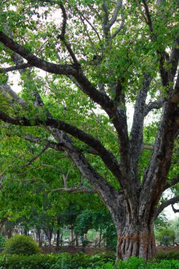 Hindistan 'da bir halk parkındaki doğal ışığın yansıması olan bir ağaç.