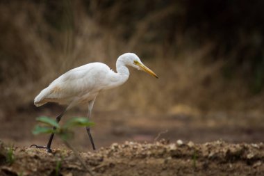 Bubulcus ibis ya da Heron (İngilizce: Bubulcus ibis veya Hermonly known as the Cattle Egret), balıkçılgiller (Felidae) familyasından tropiklerde, subtropik bölgelerde ve ılıman bölgelerde yaşayan bir balıkçıldır. Bubulcus, Bubulcus cinsinin tek üyesidir., 