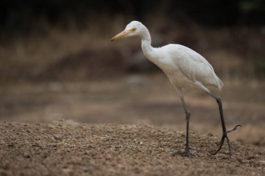 Bubulcus ibis ya da Heron (İngilizce: Bubulcus ibis veya Hermonly known as the Cattle Egret), balıkçılgiller (Felidae) familyasından tropiklerde, subtropik bölgelerde ve ılıman bölgelerde yaşayan bir balıkçıldır. Bubulcus, Bubulcus cinsinin tek üyesidir., 