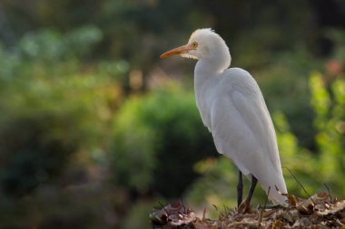 Bubulcus ibis ya da Heron (İngilizce: Bubulcus ibis veya Hermonly known as the Cattle Egret), balıkçılgiller (Felidae) familyasından tropiklerde, subtropik bölgelerde ve ılıman bölgelerde yaşayan bir balıkçıldır. Bubulcus, Bubulcus cinsinin tek üyesidir., 