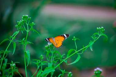 Danaus chrysippus, Afrika kraliçesi, Asya, Avustralya ve Afrika 'da yaygın olarak görülen orta büyüklükte bir kelebek türüdür. Fırça ayaklı kelebek familyası Nymphalidae 'nin Danainae alt familyasına aittir.