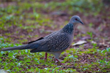 Doğu kaplumbağa güvercini ya da paslı kaplumbağa güvercini, güvercinler ve güvercinler olan Columbidae familyasının bir üyesidir. Türün Avrupa, Asya 'dan Japonya' ya kadar geniş bir yerel dağılımı vardır..