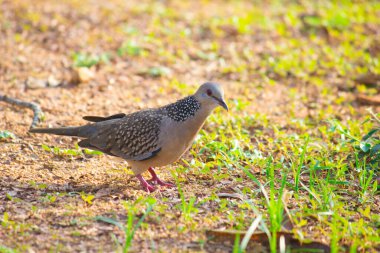 Doğu kaplumbağa güvercini ya da paslı kaplumbağa güvercini, güvercinler ve güvercinler olan Columbidae familyasının bir üyesidir. Türün Avrupa, Asya 'dan Japonya' ya kadar geniş bir yerel dağılımı vardır..