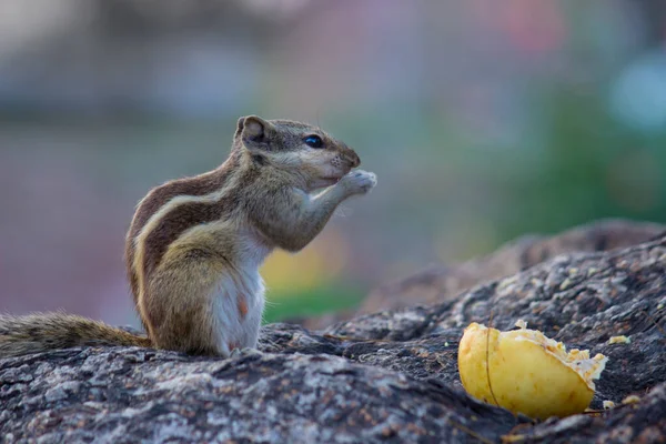 Squirrels Members Family Sciuridae Family Includes Small Medium Size Rodents — Stock Photo, Image
