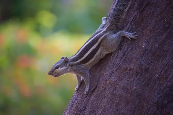 Σκίουρος Τρωκτικό Επίσης Γνωστή Chipmunk Παύση Ενώ Πάρει Κάτω Από — Φωτογραφία Αρχείου