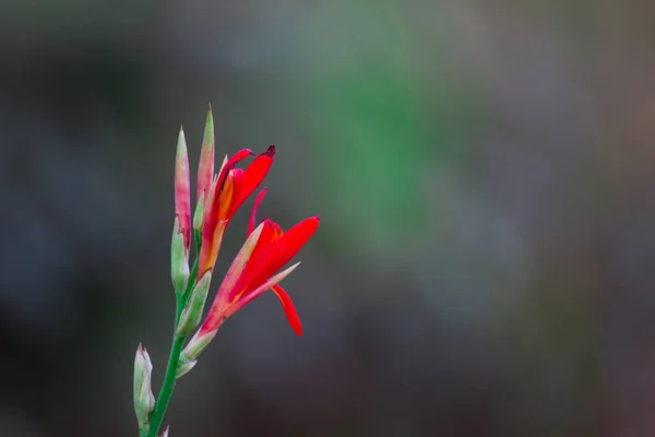 Kırmızı Sarı Veya Turuncu Canna Indica Cannaceae Familyasından Cannaceae Familyasına — Stok fotoğraf