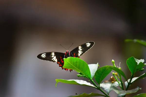 Papilio Polytes Also Known Common Mormon Feeding Flower Plant Public — Stock Photo, Image