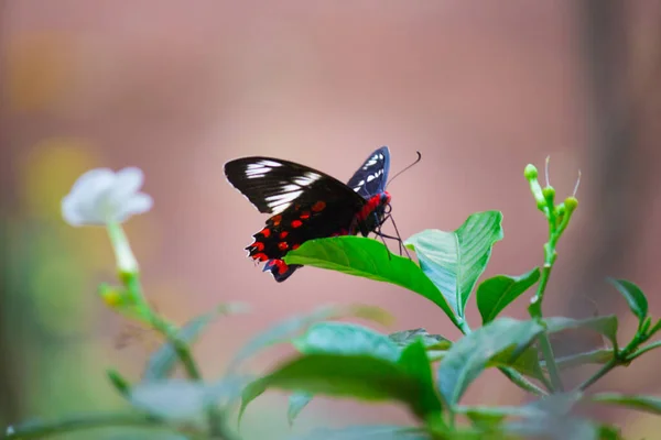 Papilio Polytes Más Néven Közönséges Mormon Táplálkozás Virág Növény Nyilvános — Stock Fotó