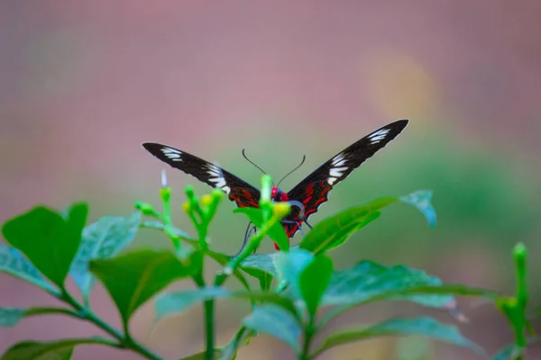 Papilio Polytes Também Conhecido Como Mórmon Comum Alimentando Planta Flores — Fotografia de Stock